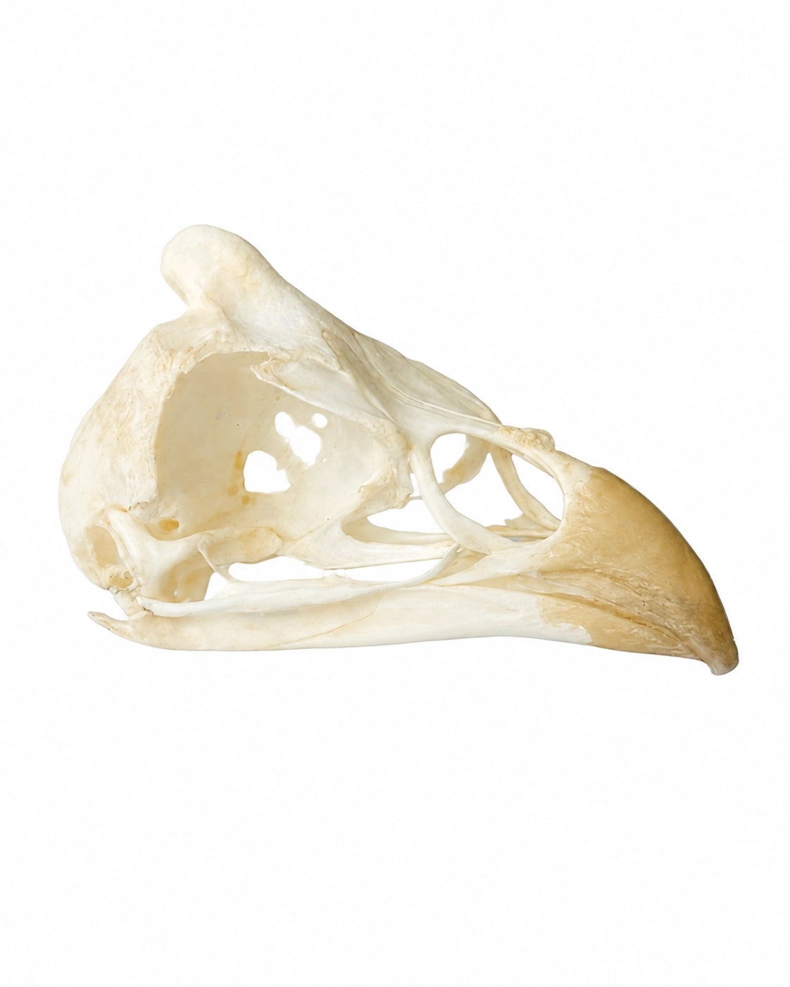 Perlhuhn Schädel für Anatomie, Naturkunde und wissenschaftliche Sammlungen.