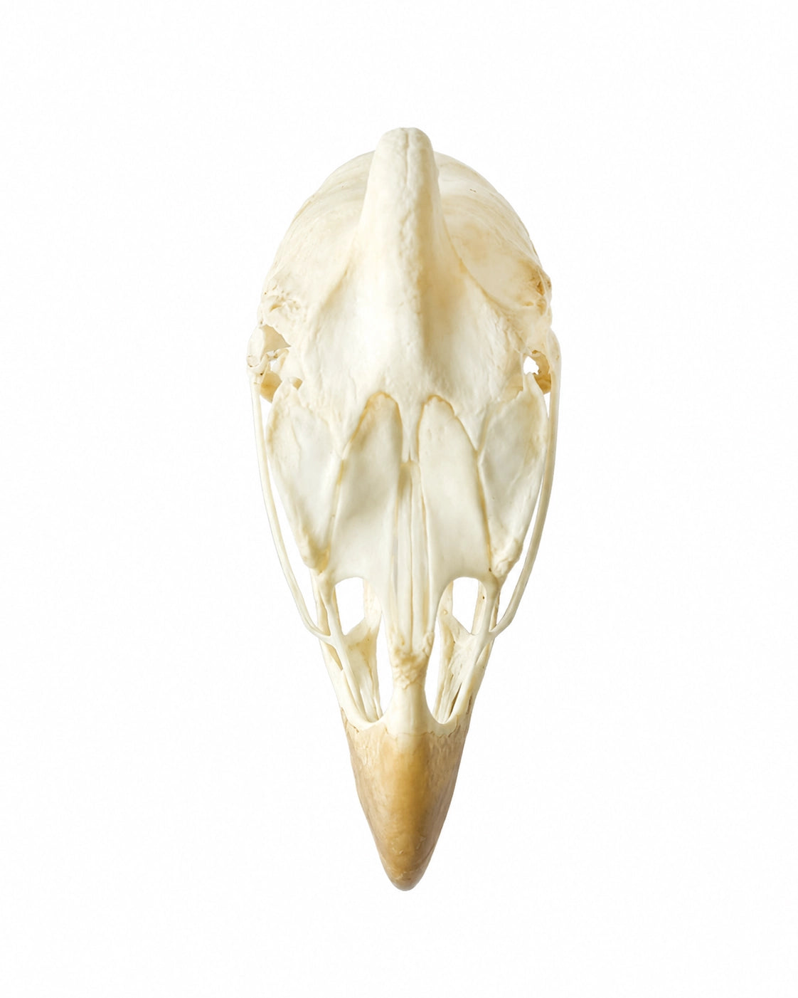Detailansicht eines Perlhuhn Schädels mit charakteristischem Schnabel.