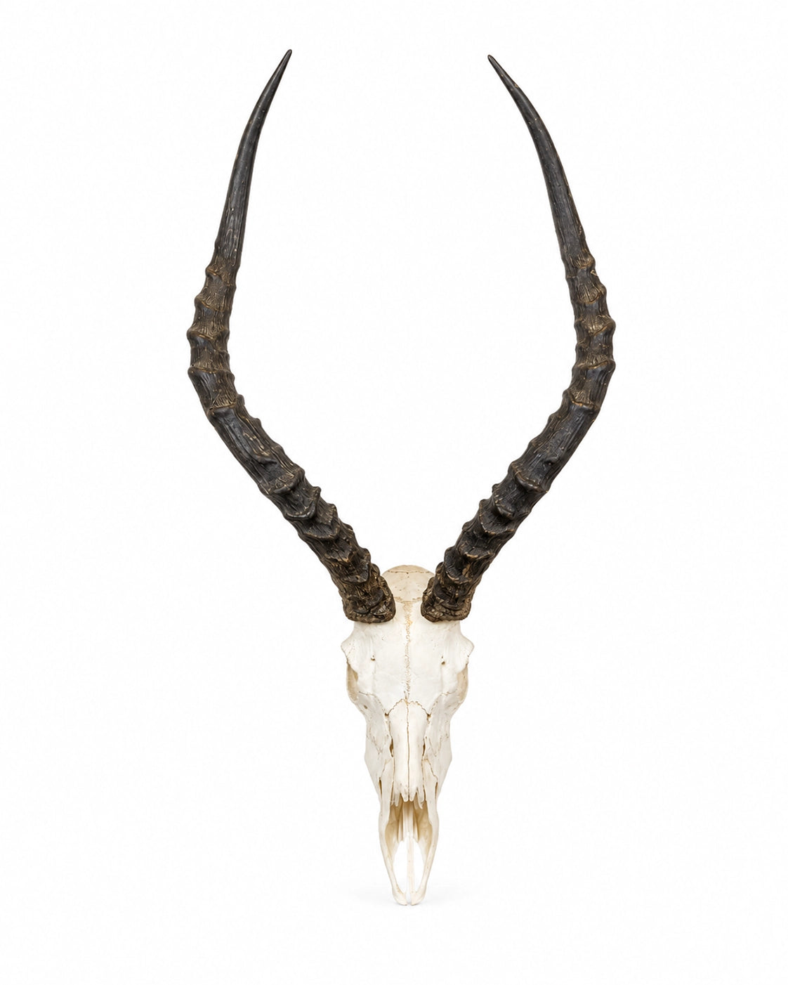 Echter Impala Schädel kaufen bei SWISSkulls