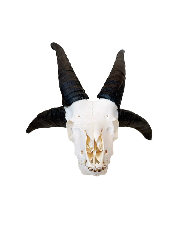 Echter Jakobsschaf Schädel hochwertig präpariert bei SWISSskulls