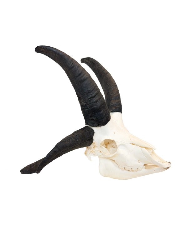 Echter Jakobsschaf Schädel hochwertig präpariert bei SWISSskulls