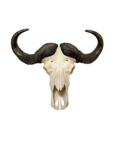 Originaler Kaffernbüffel-Schädel (Syncerus caffer) aus Südafrika – präparierter Schädel mit imposanten Hörnern, Gesamtlänge 82,5 cm, Qualität B – SwissSkulls