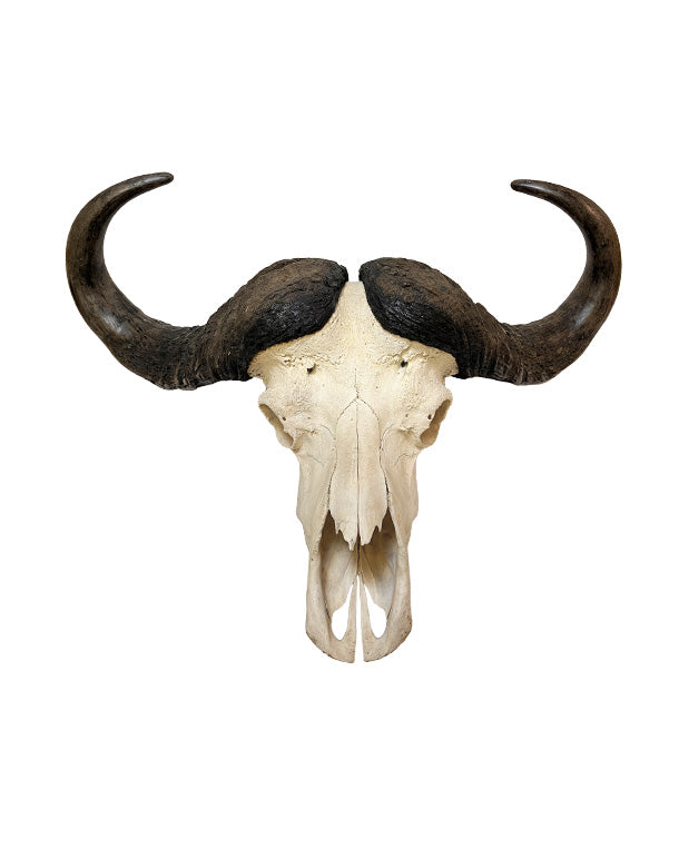 Originaler Kaffernbüffel-Schädel (Syncerus caffer) aus Südafrika – präparierter Schädel mit imposanten Hörnern, Gesamtlänge 82,5 cm, Qualität B – SwissSkulls