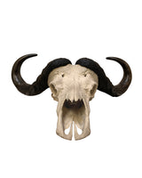 Originaler Kaffernbüffel-Schädel (Syncerus caffer) aus Südafrika – präparierter Schädel mit imposanten Hörnern, Gesamtlänge 82,5 cm, Qualität B – SwissSkulls