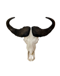 Originaler Kaffernbüffel-Schädel (Syncerus caffer) aus Südafrika – präparierter Schädel mit imposanten Hörnern, Gesamtlänge 82,5 cm, Qualität B – SwissSkulls