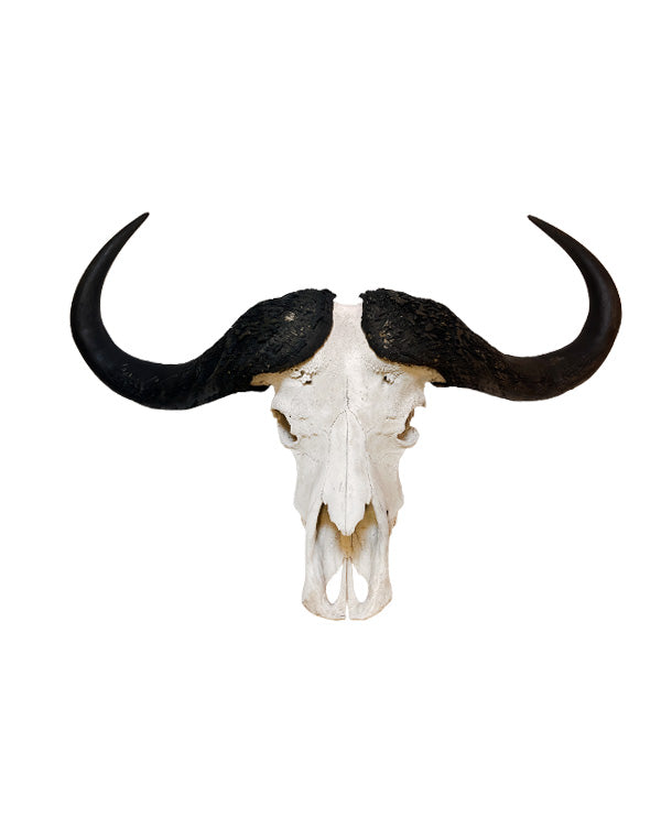 Massiver Kaffernbüffel-Schädel (Syncerus caffer) aus Südafrika – echter Büffelschädel der Big Five, naturgetreu präpariert, erhältlich bei SwissSkulls