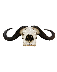 Massiver Kaffernbüffel-Schädel (Syncerus caffer) aus Südafrika – echter Büffelschädel der Big Five, naturgetreu präpariert, erhältlich bei SwissSkulls