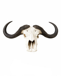 Véritable crâne de buffle du Cap