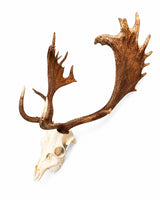 Echter Damhirsch Schädel