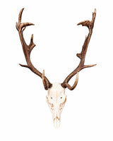 Echter Damhirsch Schädel