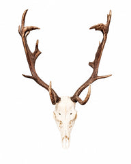 Echter Damhirsch Schädel