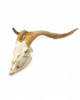Kaschmirziege Bock Schädel mit natürlichen Hörnern