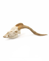Kaschmirziegenbock Schädel kaufen im SWISSskulls Onlineshop
