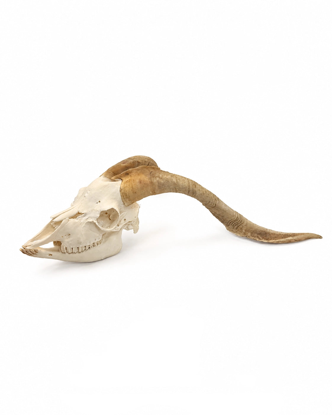 Kaschmirziegenbock Schädel kaufen im SWISSskulls Onlineshop