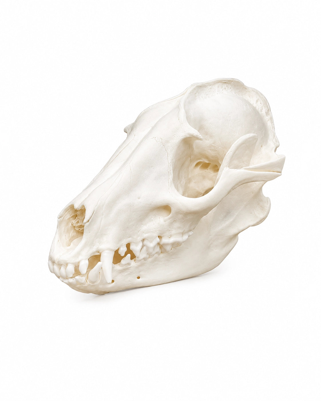 Echter Marderhund Schädel kaufen bei SWISskulls International