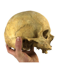 Real Human Skull