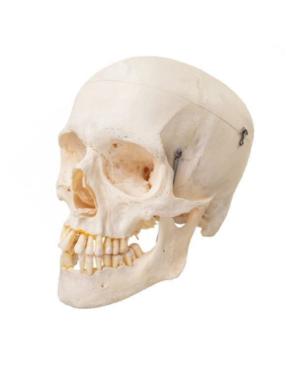 Real human skull (removable skull plate)