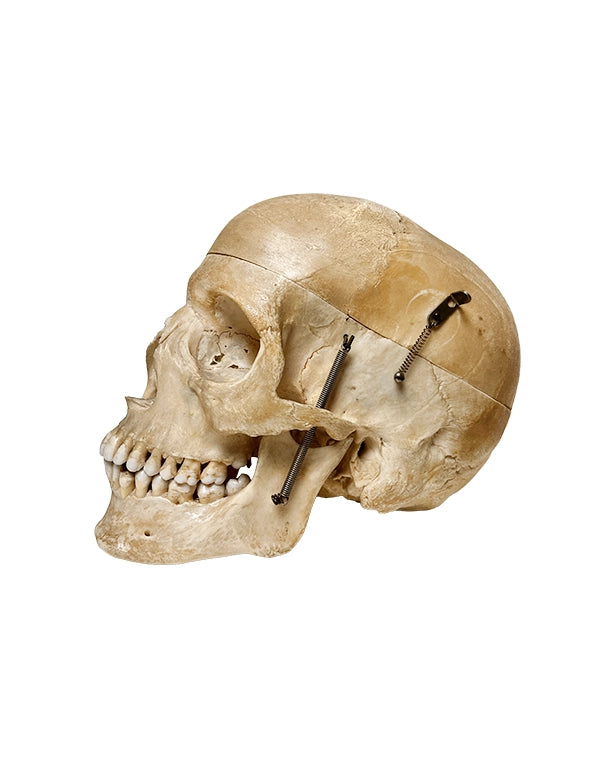 Echter menschlicher Schädel kaufen bei SwissSkulls – detailgetreue, restaurierte Schädel für Anatomie, Medizin und Sammlung.
