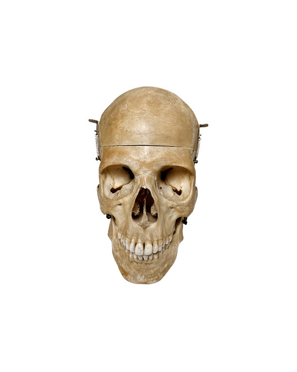 Echter menschlicher Schädel kaufen bei SwissSkulls – detailgetreue, restaurierte Schädel für Anatomie, Medizin und Sammlung.