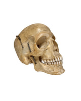 Echter menschlicher Schädel kaufen bei SwissSkulls – detailgetreue, restaurierte Schädel für Anatomie, Medizin und Sammlung.