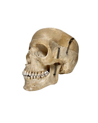 Echter menschlicher Schädel kaufen bei SwissSkulls – detailgetreue, restaurierte Schädel für Anatomie, Medizin und Sammlung.