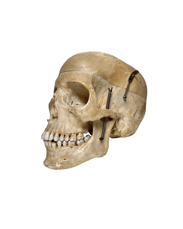 Echter menschlicher Schädel kaufen bei SwissSkulls – detailgetreue, restaurierte Schädel für Anatomie, Medizin und Sammlung.