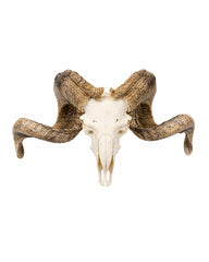 Echter Merinoschafbock Schädel
