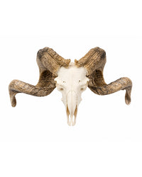 Echter Merinoschafbock Schädel
