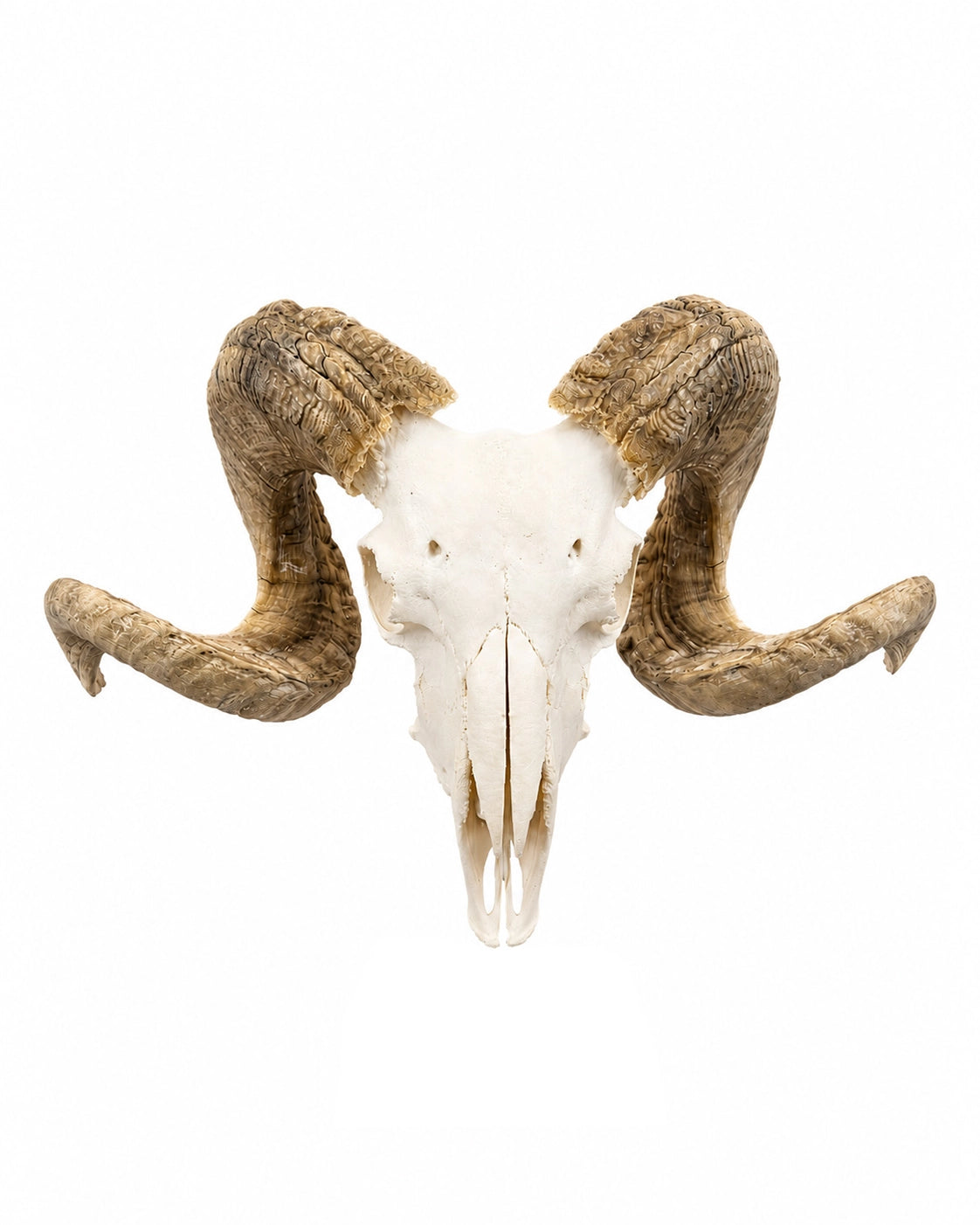 Echter Merinoschafbock Schädel kaufen bei SWISSskulls