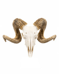 Echter Merinoschafbock Schädel kaufen bei SWISSskulls