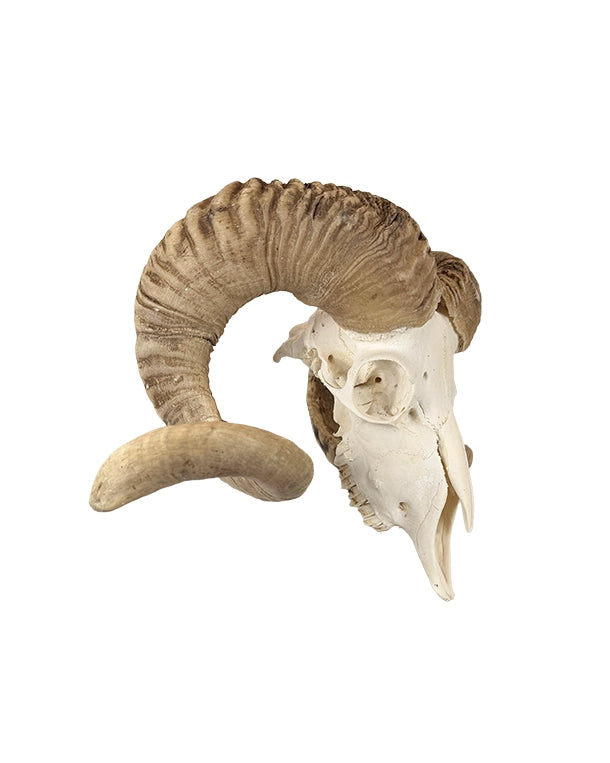 Merinoschafbock-Schädel mit markanten, gedrehten Hörnern aus Schweizer Herkunft, detailreiches Originalpräparat für Sammlung oder Ausstellung.