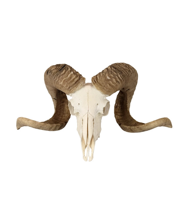 Originaler Schädel eines kapitalen Merinoschafbocks mit charakteristisch geschwungenen Hörnern, aus Schweizer Zucht, Schädellänge ca. 24 cm.