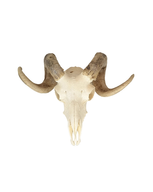 Echter Merinoschafbock Schädel