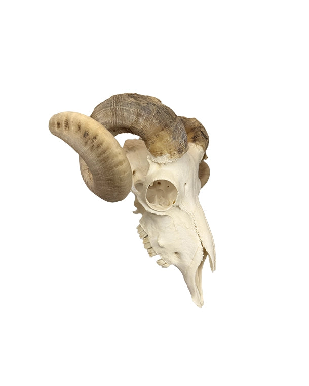 Echter Merinoschafbock Schädel