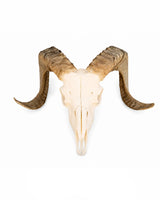 Marino – natürlicher Heidschnucken Schädel mit Hörnern bei Swisskulls