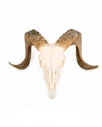 Marino – natürlicher Heidschnucken Schädel mit Hörnern bei Swisskulls