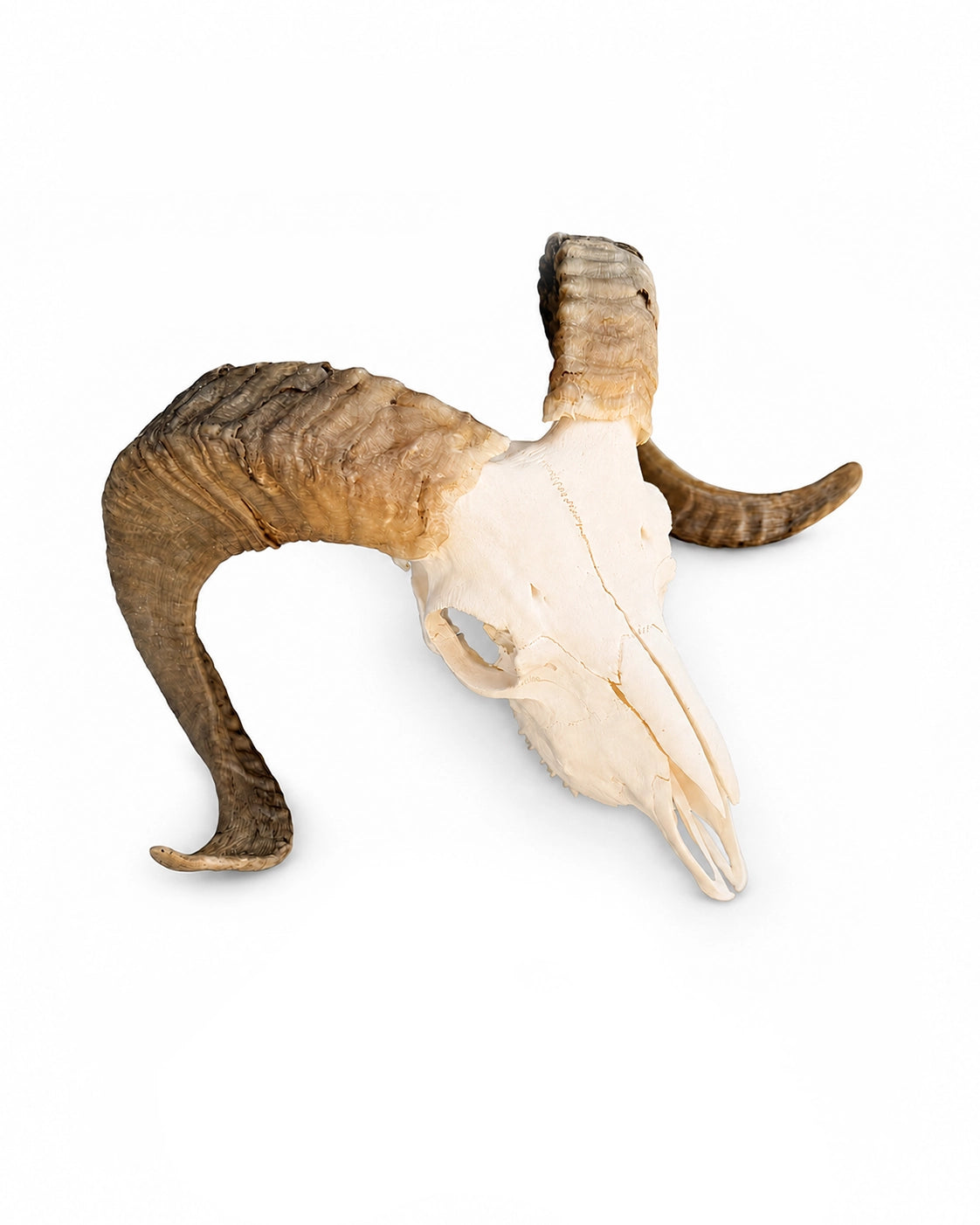 Marino Heidschnucken Widder Schädel kaufen bei Swisskulls