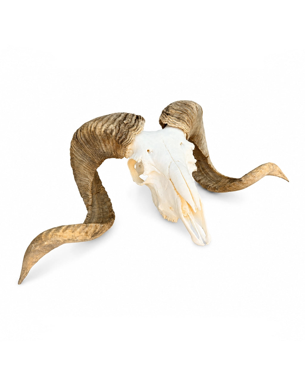 Echter Merinoschafbock Schädel