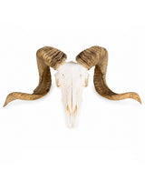Echter Merinoschafbock Schädel