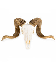Echter Merinoschafbock Schädel