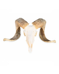 Echter Merinoschafbock Schädel