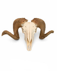 Echter Merinoschafbock Schädel