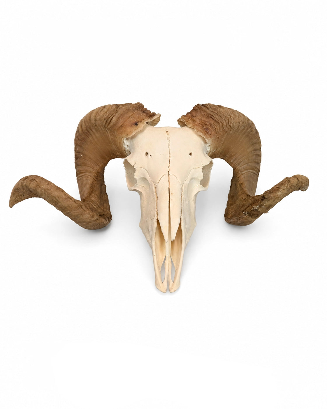 Echter Merinoschafbock Schädel