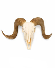 Echter Merinoschafbock Schädel