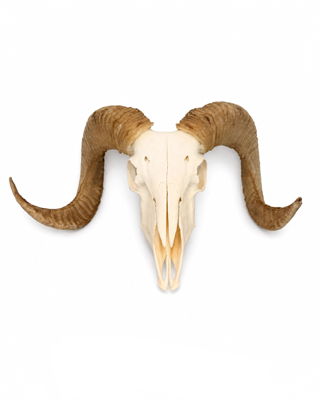 Echter Merinoschafbock Schädel