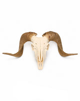 Echter Merinoschafbock Schädel