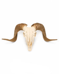Echter Merinoschafbock Schädel