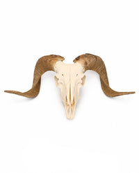 Echter Merinoschafbock Schädel