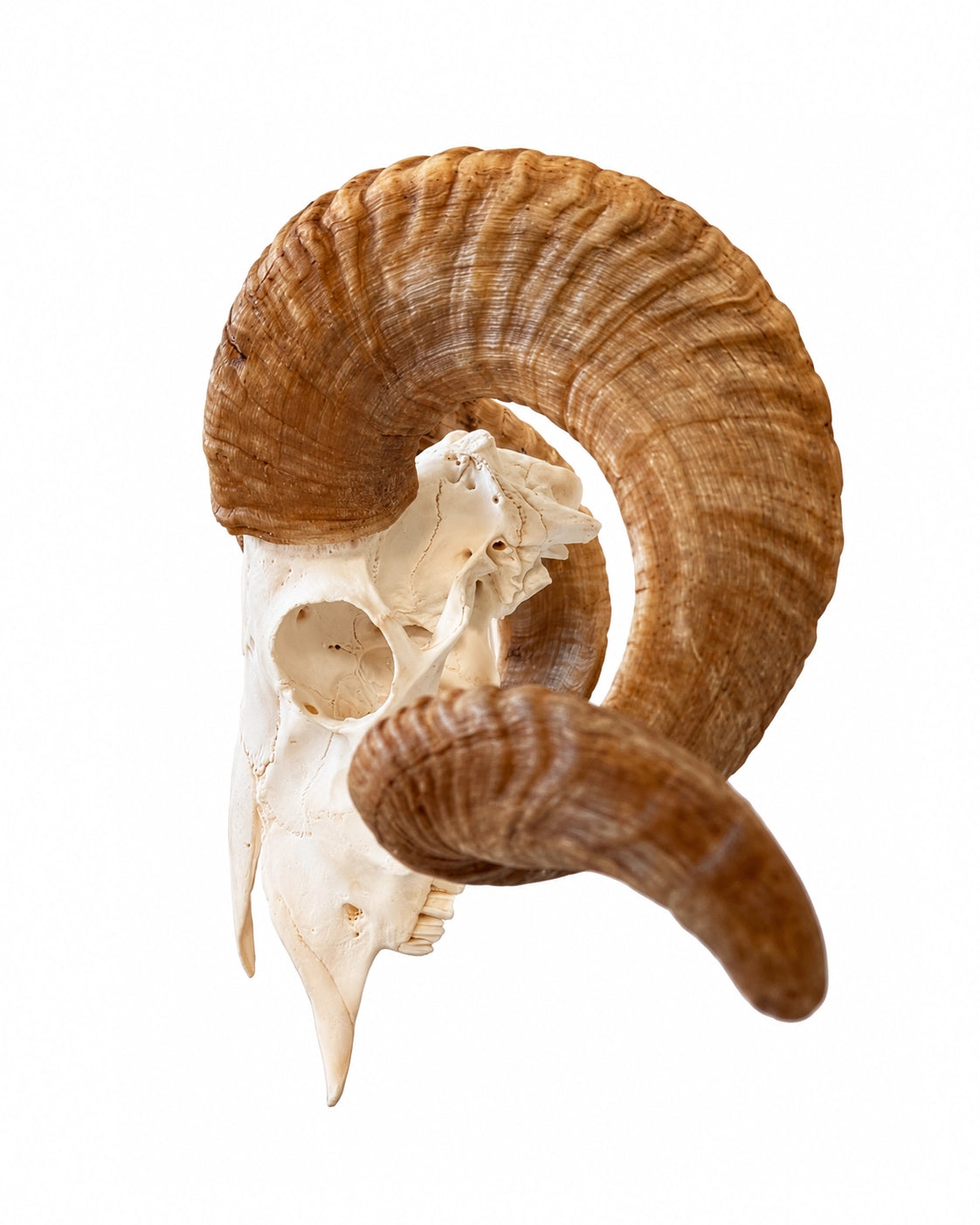 Echter Merinoschafbock Schädel