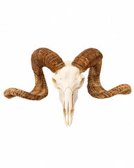 Echter Merinoschafbock Schädel